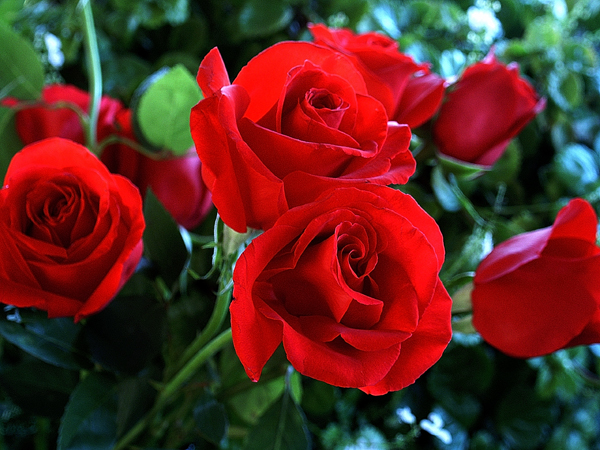 Rose Image "Fresh Pick"